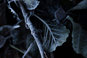 Closeup of frozen leaves, blurred background Closeup of frozen leaves, blurred background